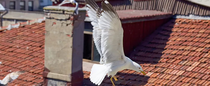 Residential Chimney Animal Removal Solution in Mesquite, NV