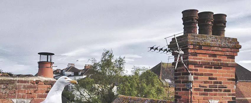 Chimney Cleaning And Restoration in Mesquite, Nevada